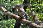 2013 07 06 beauval 010